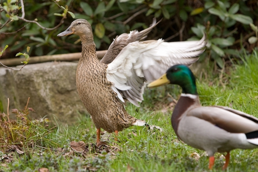 enten-001.jpg