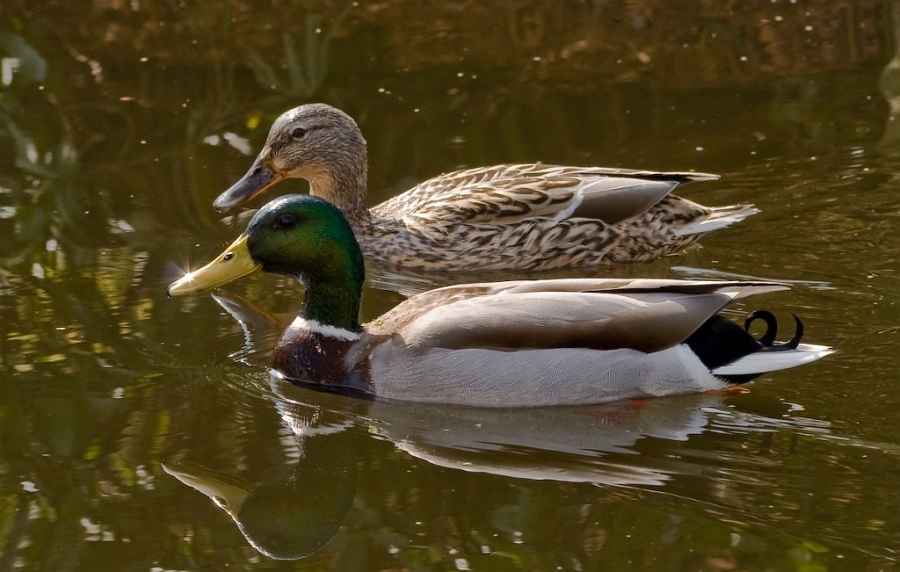 enten-3.jpg