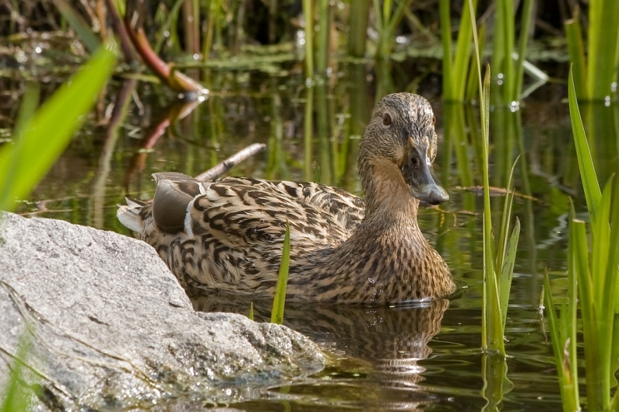 enten-4.jpg
