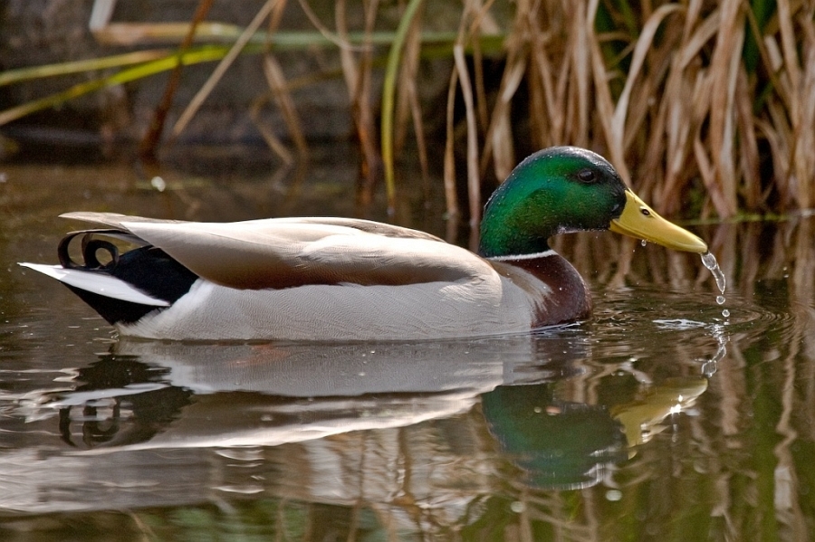 enten_003.jpg