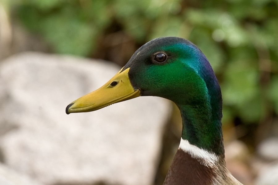 enten_004.jpg