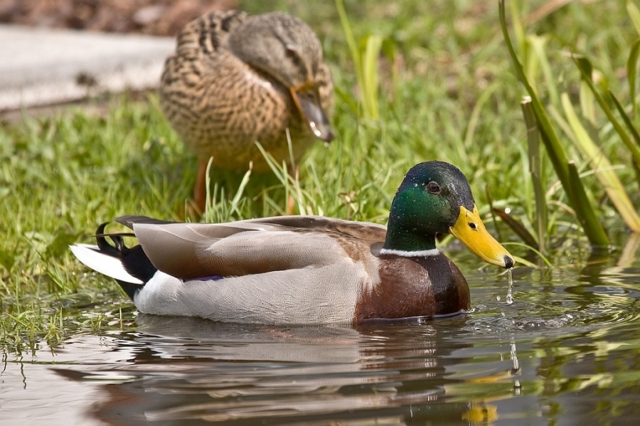enten_010.jpg