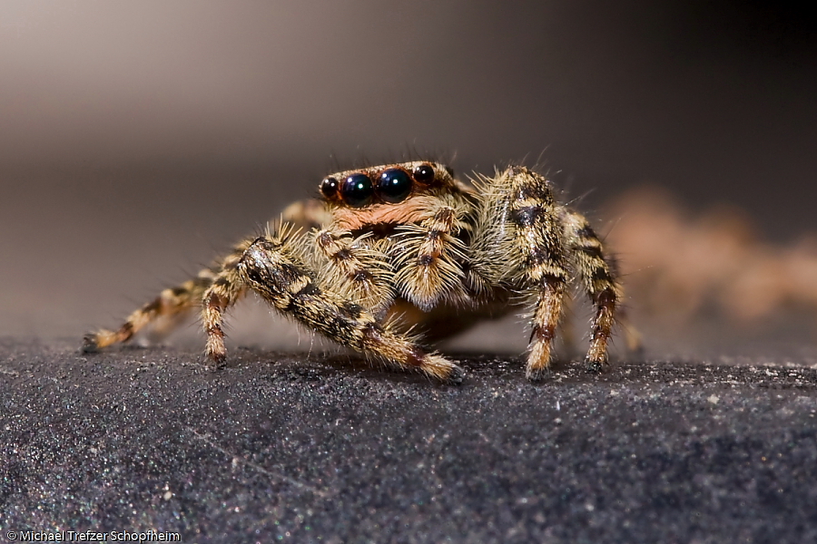 Insekten-0065.JPG