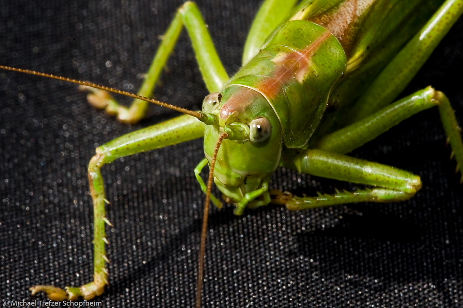 Insekten071.JPG