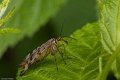 Insekten-014