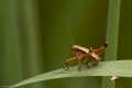 Insekten-018