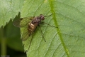 Insekten-024