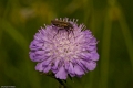 Insekten-026