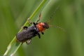 Insekten-028
