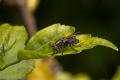 Insekten-036