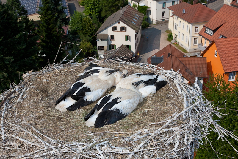 1D__2768.JPG - Korb in die richtige Position gebracht