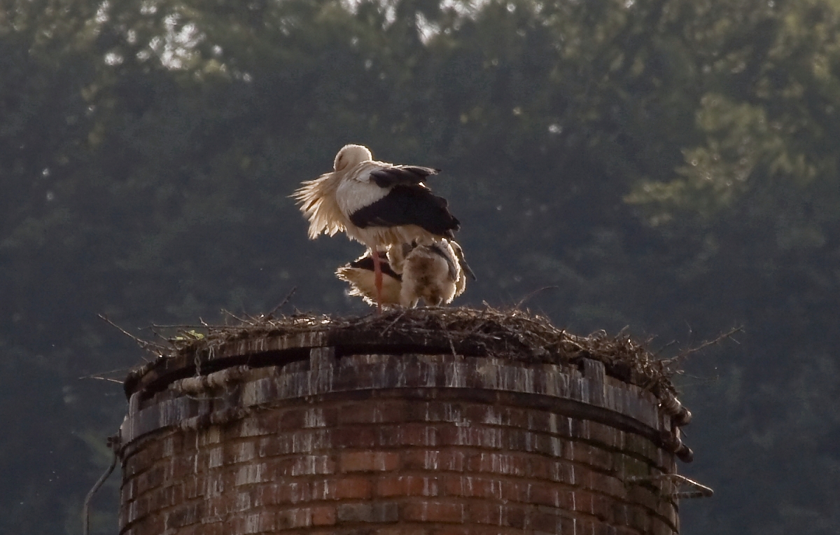 storch001.JPG