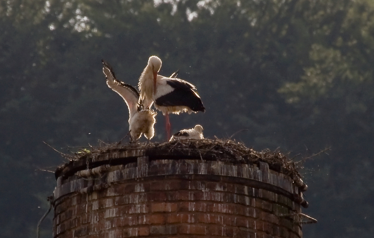 storch007.JPG