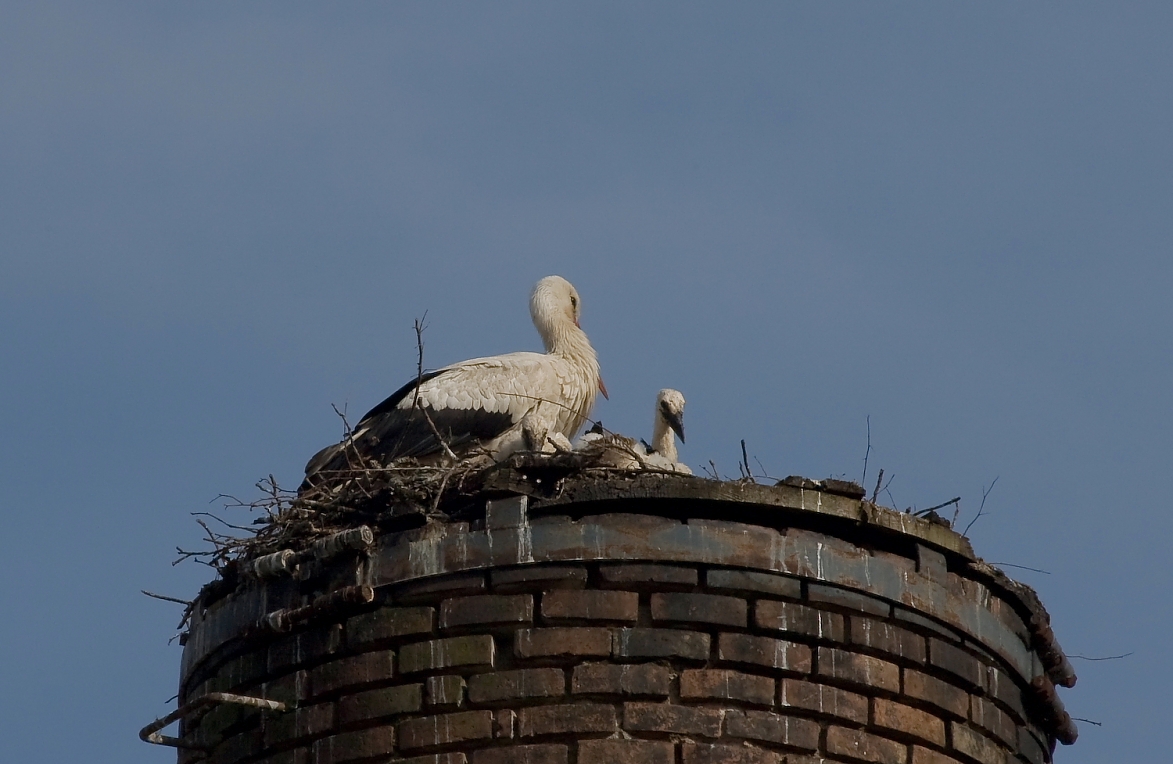 storch013.JPG