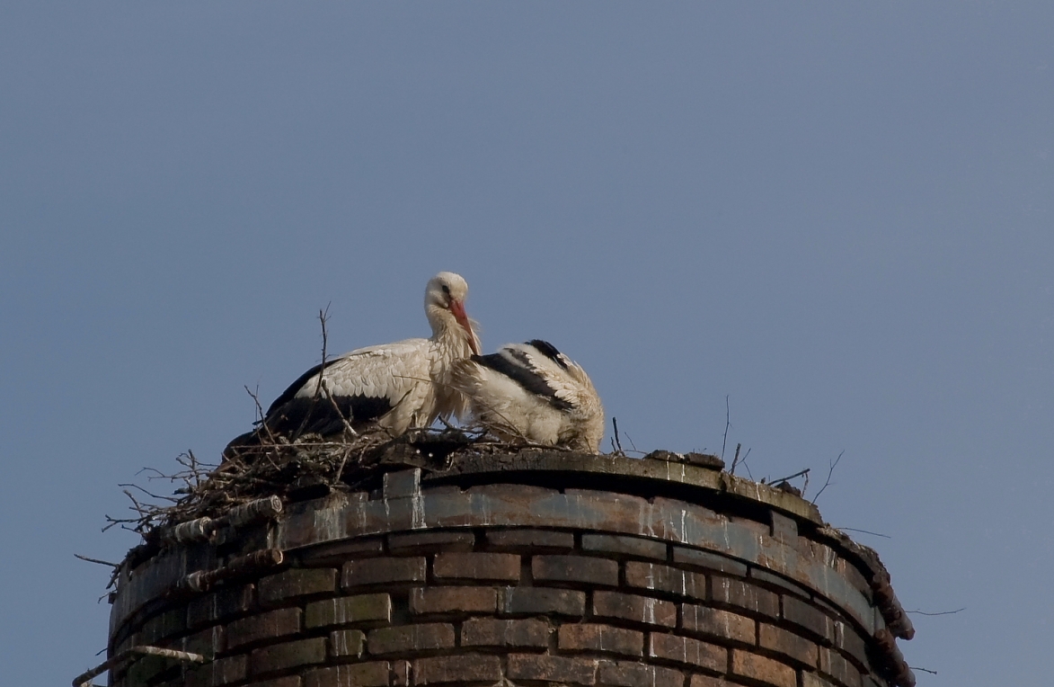 storch016.JPG