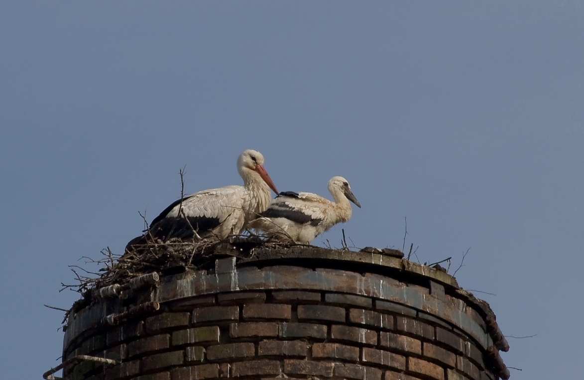 storch017.JPG
