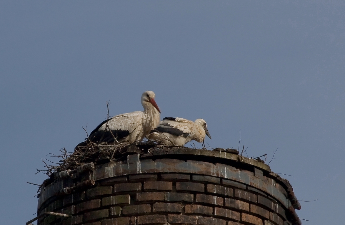 storch018.JPG