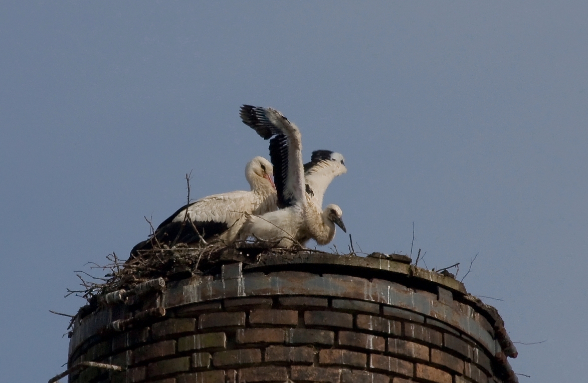storch019.JPG