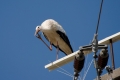 Storch-4