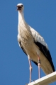 Storch-6
